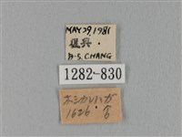 鋸緣枯葉蛾藏品圖，第3張