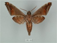 全緣缺角天蛾藏品圖，第2張