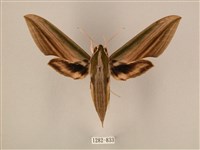 棕綠背線天蛾藏品圖，第1張