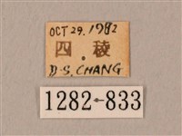 棕綠背線天蛾藏品圖，第3張