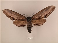 臺灣鋸翅天蛾藏品圖，第1張