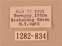 臺灣鋸翅天蛾藏品圖，第3張