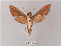 臺灣白肩天蛾藏品圖，第2張