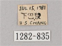 臺灣白肩天蛾藏品圖，第3張