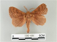 波紋枯葉蛾藏品圖，第1張