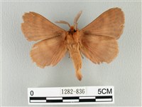 波紋枯葉蛾藏品圖，第2張