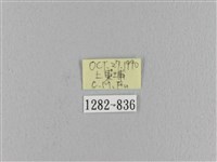 波紋枯葉蛾藏品圖，第3張