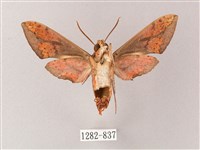 臺灣白肩天蛾藏品圖，第2張