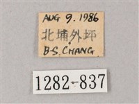 臺灣白肩天蛾藏品圖，第3張