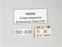 黃豹天蠶蛾藏品圖，第3張