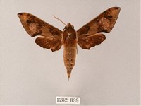 雙斑白肩天蛾藏品圖，第1張