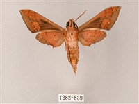 雙斑白肩天蛾藏品圖，第2張