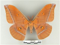 紅目天蠶蛾藏品圖，第1張