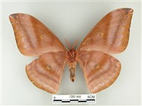 紅目天蠶蛾藏品圖，第2張