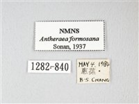 紅目天蠶蛾藏品圖，第3張