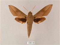 藏斜紋天蛾藏品圖，第1張