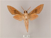 藏斜紋天蛾藏品圖，第2張