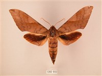 波紋豆天蛾藏品圖，第1張