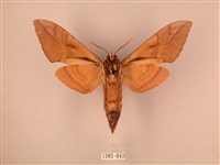 波紋豆天蛾藏品圖，第2張