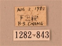 波紋豆天蛾藏品圖，第3張