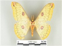 黃豹天蠶蛾藏品圖，第2張