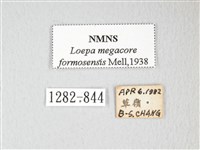 黃豹天蠶蛾藏品圖，第3張