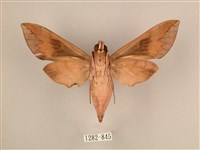 背中白天蛾藏品圖，第2張