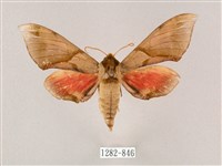 榆綠天蛾藏品圖，第1張