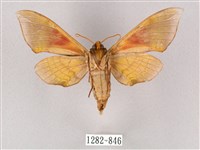 榆綠天蛾藏品圖，第2張