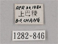 榆綠天蛾藏品圖，第3張