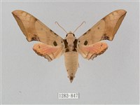 廣東鷹翅天蛾藏品圖，第1張