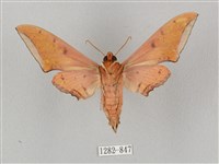 廣東鷹翅天蛾藏品圖，第2張