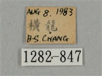 廣東鷹翅天蛾藏品圖，第3張