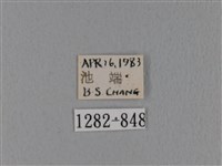 隱波紋枯葉蛾藏品圖，第3張
