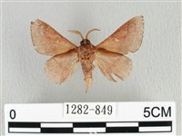 月斑枯葉蛾藏品圖，第2張