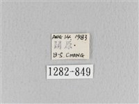 月斑枯葉蛾藏品圖，第3張