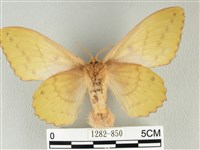 青枯葉蛾藏品圖，第2張