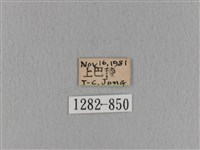 青枯葉蛾藏品圖，第3張