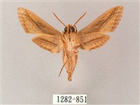 單斜紋天蛾藏品圖，第2張