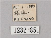 單斜紋天蛾藏品圖，第3張