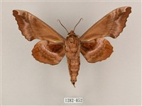 盾天蛾藏品圖，第2張