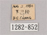 盾天蛾藏品圖，第3張