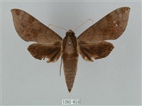 鋸線天蛾藏品圖，第1張