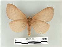 波紋枯葉蛾藏品圖，第2張