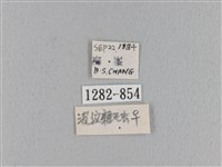 波紋枯葉蛾藏品圖，第3張