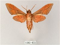 雙斑白肩天蛾藏品圖，第2張