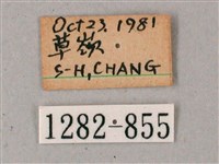 雙斑白肩天蛾藏品圖，第3張