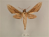 背線天蛾藏品圖，第2張