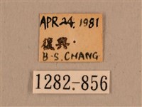 背線天蛾藏品圖，第3張