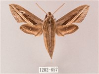 雙線條紋天蛾藏品圖，第1張